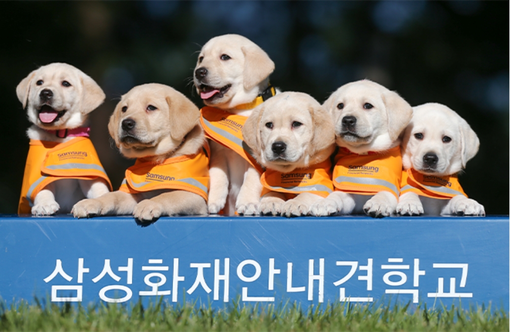 시각장애인 안내견 지원사업 관련 이미지 1